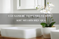 Nên trồng cây gì trong nhà vệ sinh để khử mùi, lọc khí tốt nhất